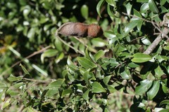 Derris benthamii